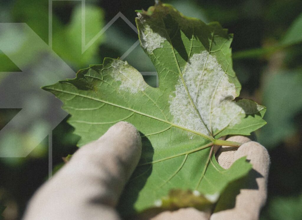 Biocontrol – Powdery mildew