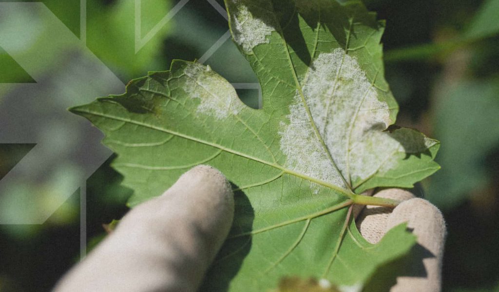 Biocontrol – Powdery mildew